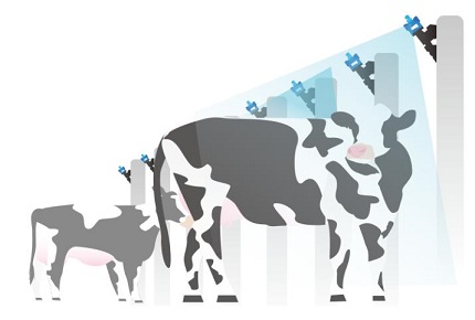 この夏、牛を涼しく保つ-ビジュアル-AIスプレー