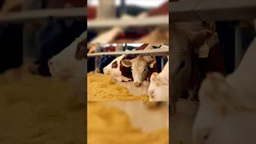 冬に牛が温水または冷水を飲む方が良いですか?