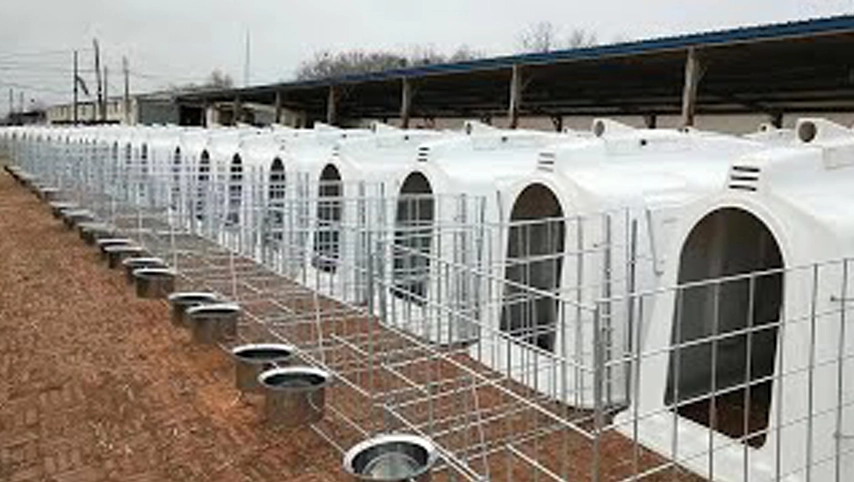 テルイカーフハッチ日本牛ハウス食品グレードから作られたカーフペン