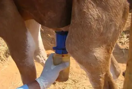 ティーチディップカップ、ノンリターンディップカップ、発泡ディップカップ