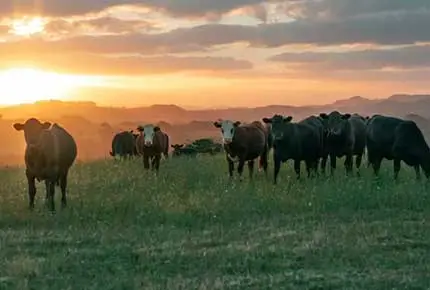 酪農設備サプライヤーいくつかの高品質乳牛品種Terrui