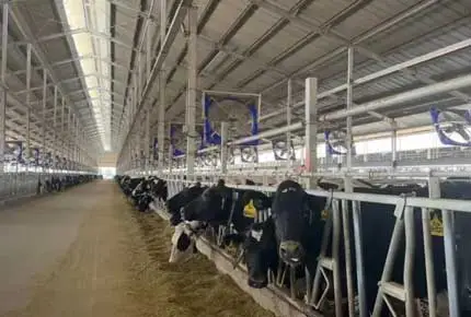 カウシェッドにおけるアンモニアガスの危険と解決策: 家畜管理の質と効率を向上させるためのスマートな繁殖