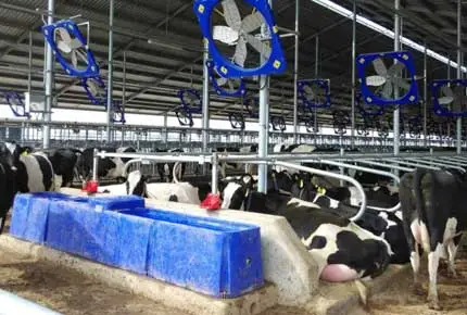 冬に牛が温水または冷水を飲む方が良いですか?