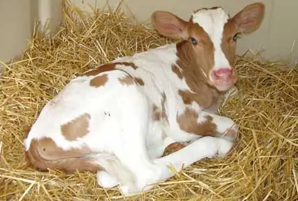 ペンにいくつかのストローを投げる