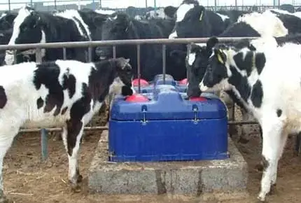 この子牛の季節にゲームを変えるための3つの栄養のヒント