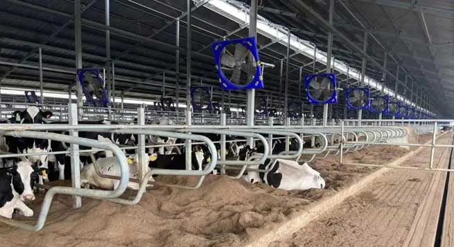 Hazards and Solutions of Ammonia Gas in Cowsheds: Smart Breeding to Improve the Quality and Efficiency of Livestock Management Hazards and Solutions of Ammonia Gas in Cowsheds: Smart Breeding to Improve the Quality and Efficiency of Livestock Management