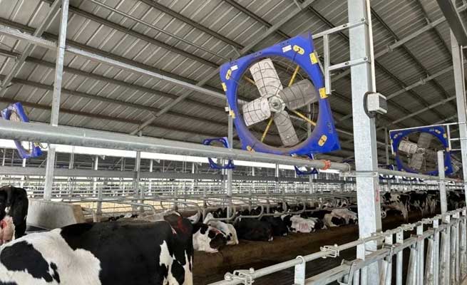 Hazards and Solutions of Ammonia Gas in Cowsheds: Smart Breeding to Improve the Quality and Efficiency of Livestock Management Hazards and Solutions of Ammonia Gas in Cowsheds: Smart Breeding to Improve the Quality and Efficiency of Livestock Management