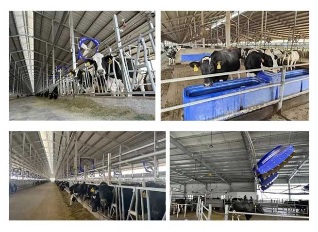 Hazards and Solutions of Ammonia Gas in Cowsheds: Smart Breeding to Improve the Quality and Efficiency of Livestock Management Hazards and Solutions of Ammonia Gas in Cowsheds: Smart Breeding to Improve the Quality and Efficiency of Livestock Management