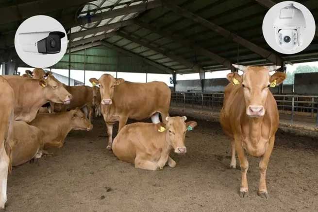 Hazards and Solutions of Ammonia Gas in Cowsheds: Smart Breeding to Improve the Quality and Efficiency of Livestock Management Hazards and Solutions of Ammonia Gas in Cowsheds: Smart Breeding to Improve the Quality and Efficiency of Livestock Management