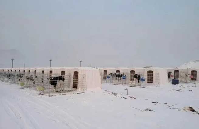 What Harm does Cold Stress do to Cows? What should be Done to Avoid it? What Harm does Cold Stress do to Cows? What should be Done to Avoid it?