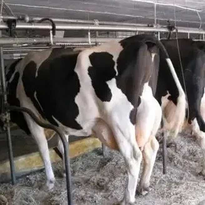 What Harm does Cold Stress do to Cows? What should be Done to Avoid it? What Harm does Cold Stress do to Cows? What should be Done to Avoid it?