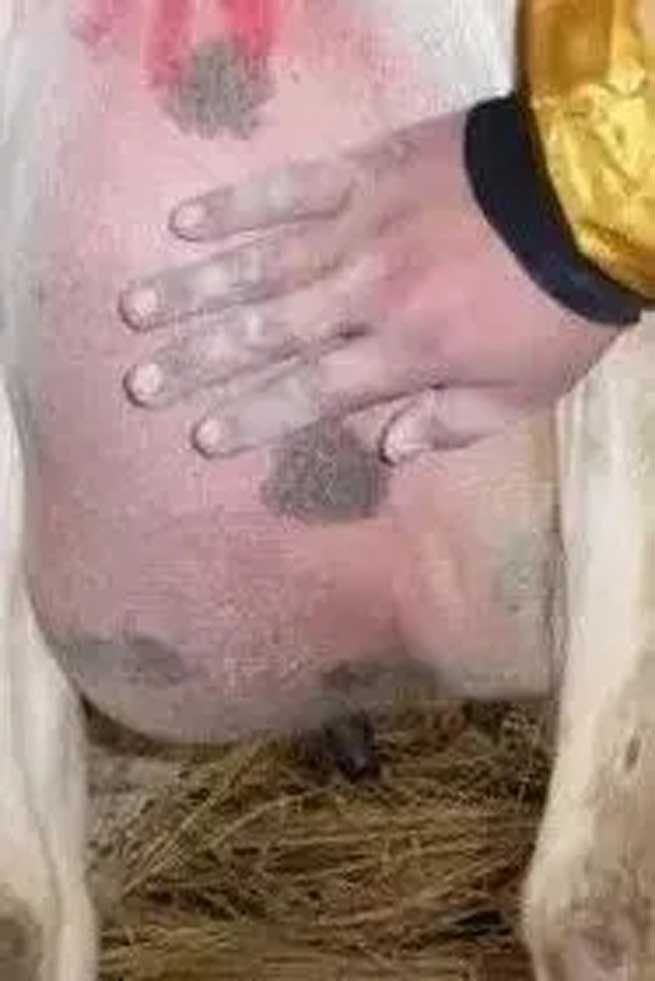 What Harm does Cold Stress do to Cows? What should be Done to Avoid it? What Harm does Cold Stress do to Cows? What should be Done to Avoid it?