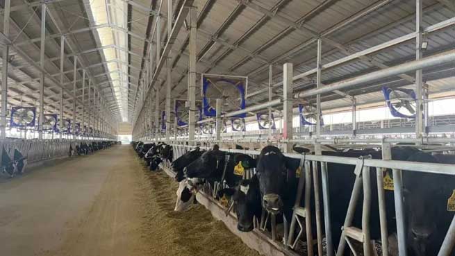 Dairy Farm Equipment Supplier Several High Quality Dairy Cow Breeds Terrui Dairy Farm Equipment Supplier Several High Quality Dairy Cow Breeds Terrui