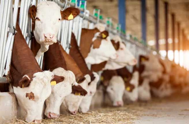 Dairy Farm Equipment Supplier Several High Quality Dairy Cow Breeds Terrui Dairy Farm Equipment Supplier Several High Quality Dairy Cow Breeds Terrui