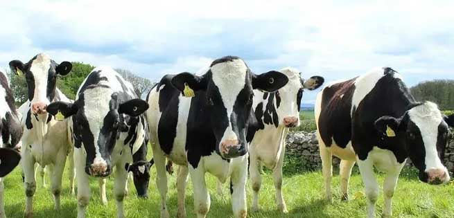 Dairy Farm Equipment Supplier Several High Quality Dairy Cow Breeds Terrui Dairy Farm Equipment Supplier Several High Quality Dairy Cow Breeds Terrui