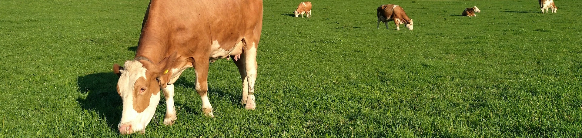 乳制品ファームツール