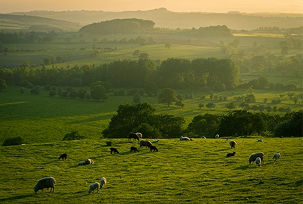 大規模な公共の場所のためのライブストック機器