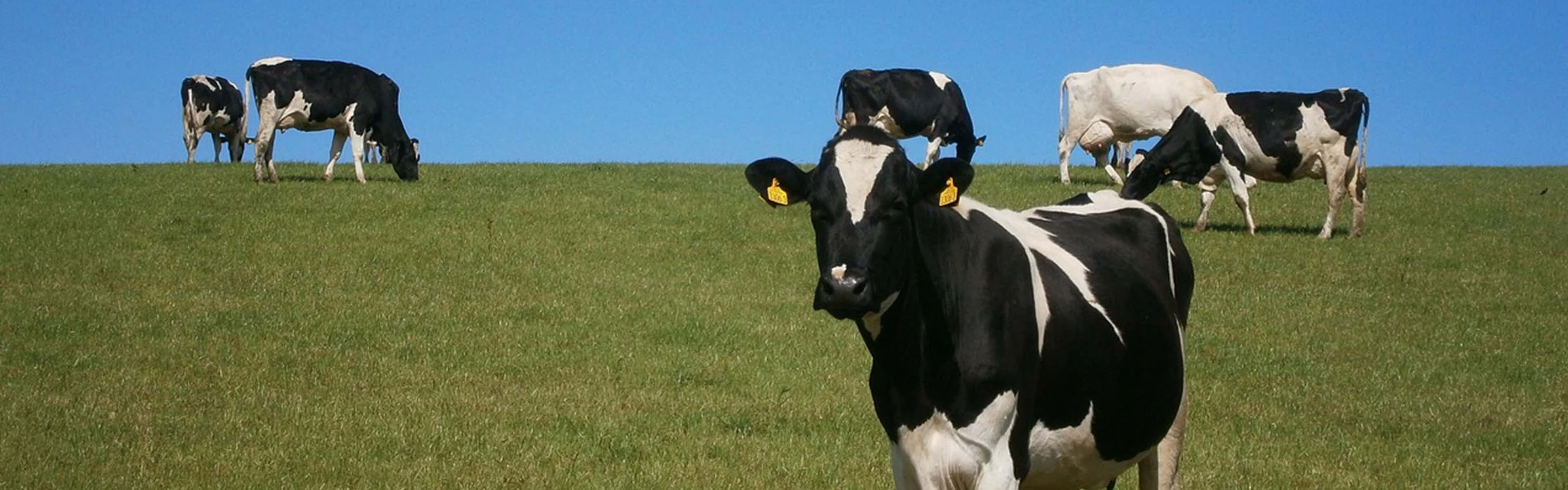 なぜあなたの家禽ファンメーカーとしてTerruiを選ぶのですか?