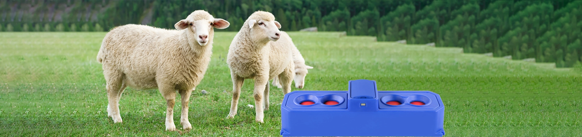 羊とヤギの酒飲み