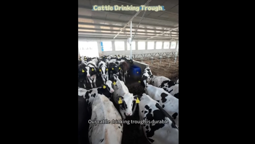 牛を飲むトラフ