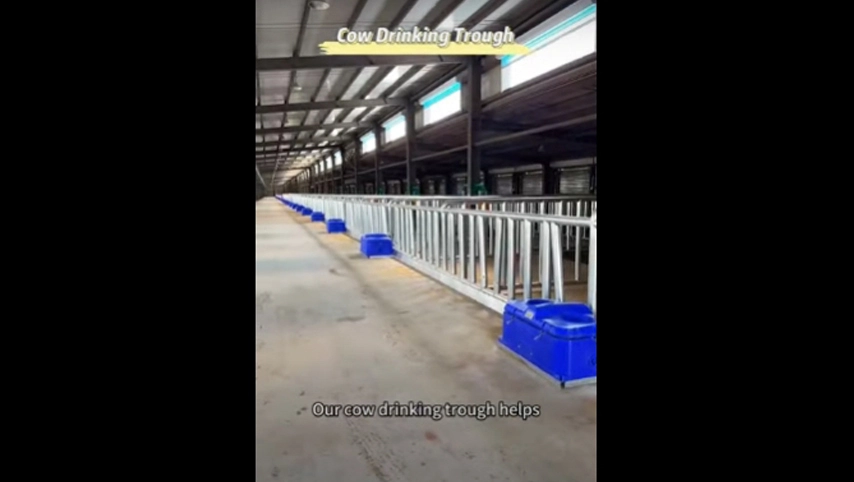 牛を飲むトラフ