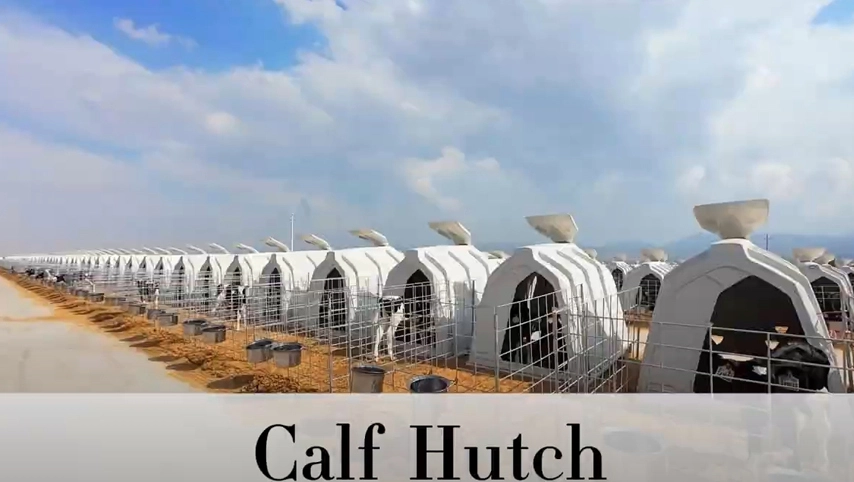 テルイ子牛ハッチ