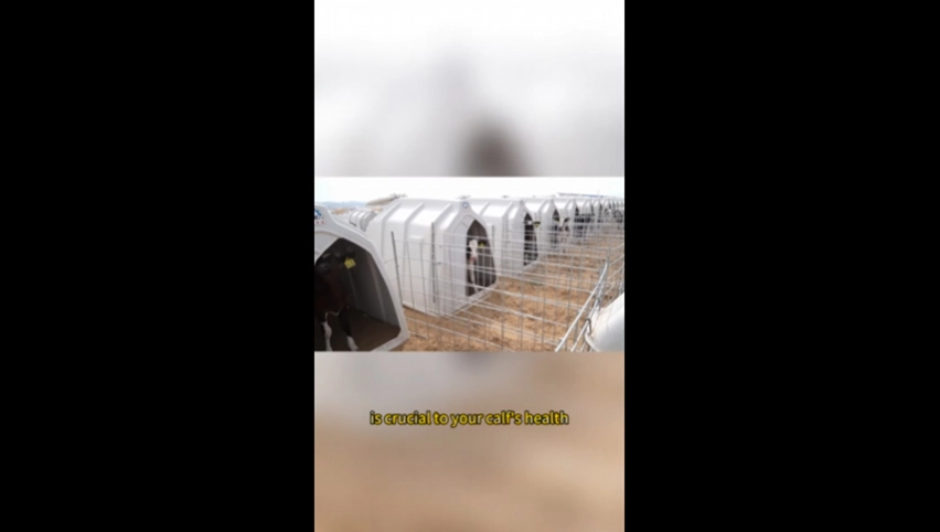 テルイ子牛ハッチ