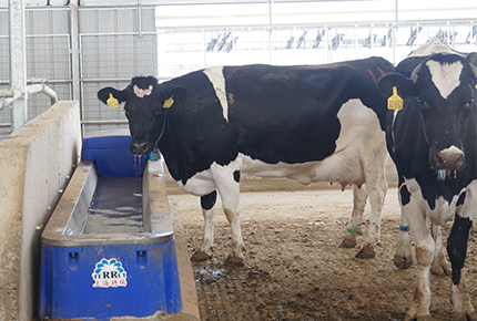 夏に牛を適切に養う方法: 牛農家にとって不可欠なヒント
