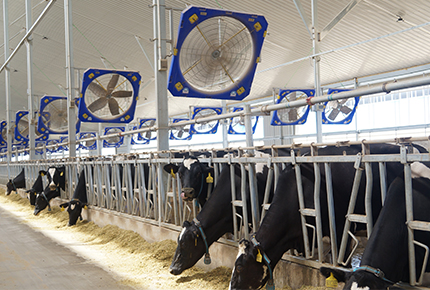 酪農場の換気ファンを選択するための9つの主要な原則