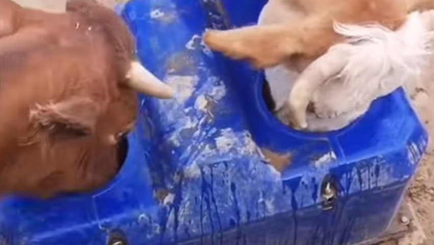 テルイ牛水トラフ