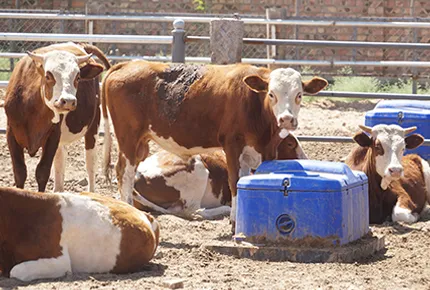 あなたの牧場のための完璧な水トラフを選ぶための究極のガイド