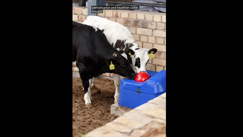 牛用水飲みボウル