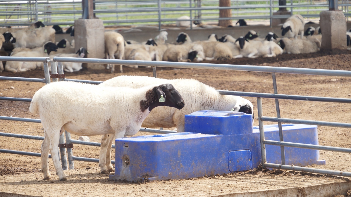 Terrui 1.7m (5.1ft.) automated sheep water trough optimized for herd hydration kinetics with roto-molded polyethylene and float valve. Terrui 1.7m (5.1ft.) automated sheep water trough optimized for herd hydration kinetics with roto-molded polyethylene and float valve.